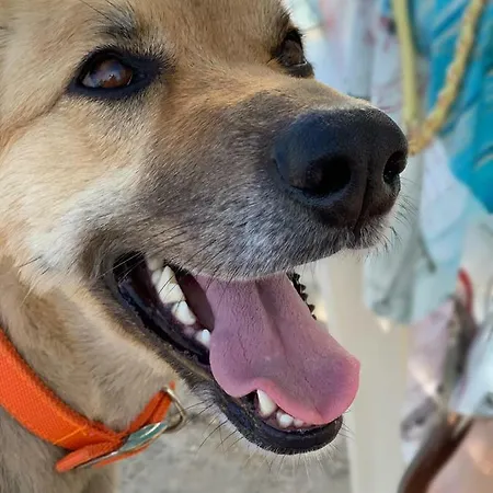 The Blue Door Lixúri