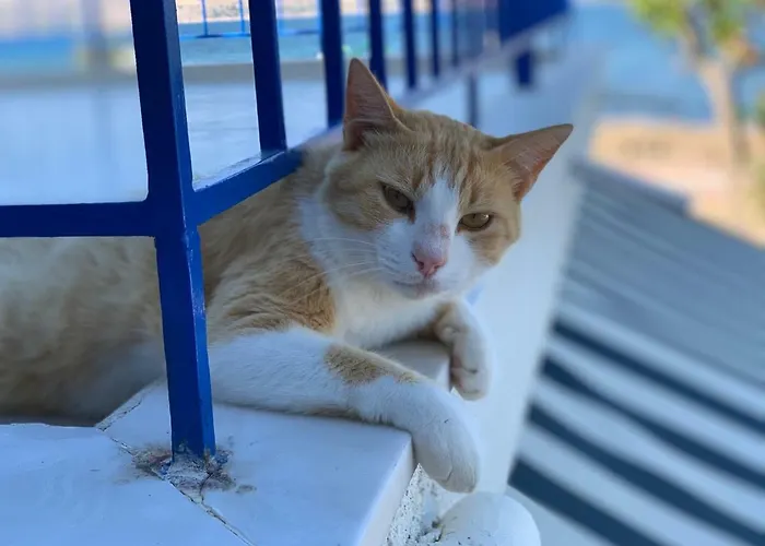 Case de vacanță The Blue Door *